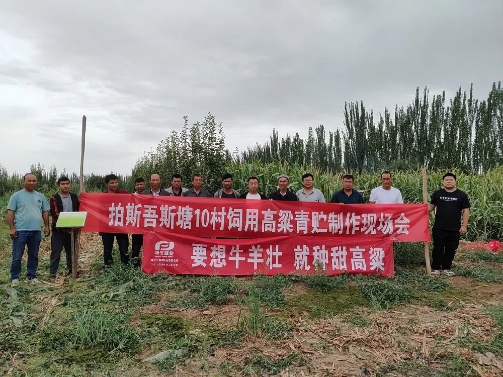 喀什地区饲用甜高粱加工利用现场会