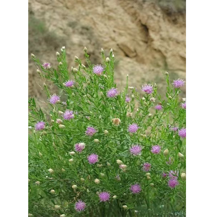 项羽菊