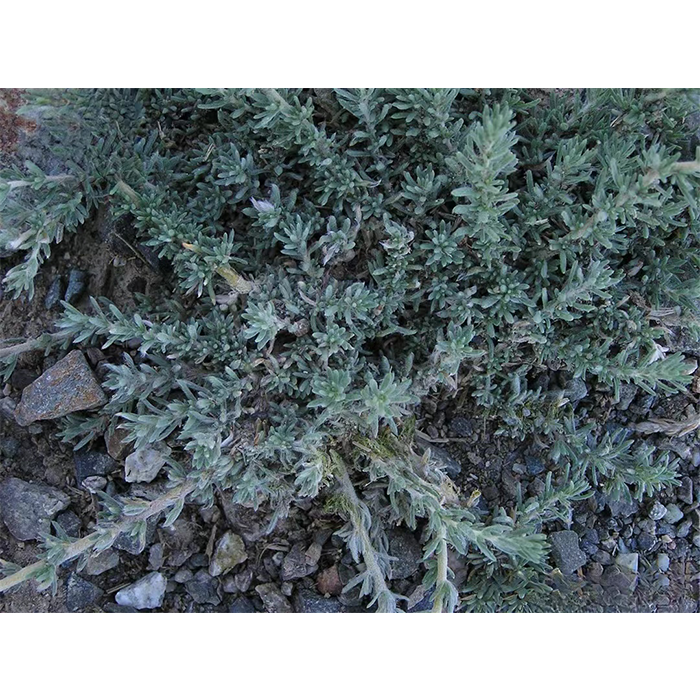 木地肤