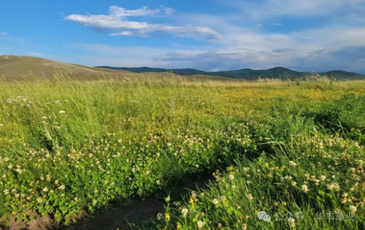 混播草地建植技术