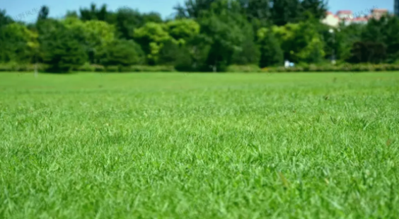 草坪选种纠结症？这款「绅士」黑麦草，让养护变轻松！