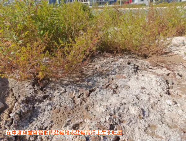 “腾格里” 白茎盐生草,盐碱地的“希望”之选